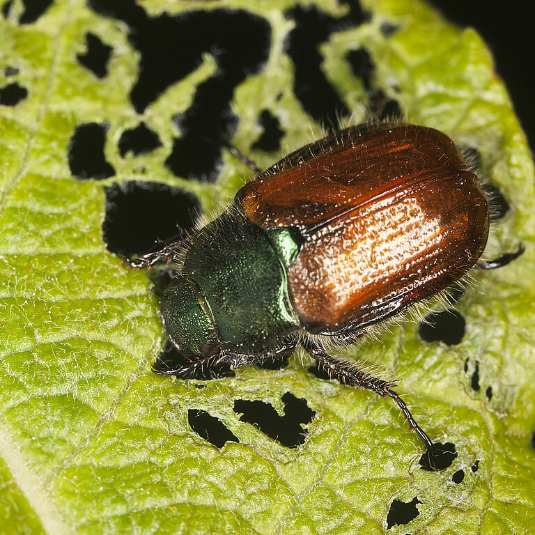 Garden chafer Phyllopertha horticola Adult