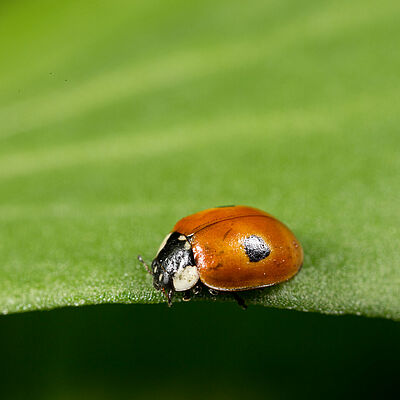 Adalia bipunctata stadio adulto