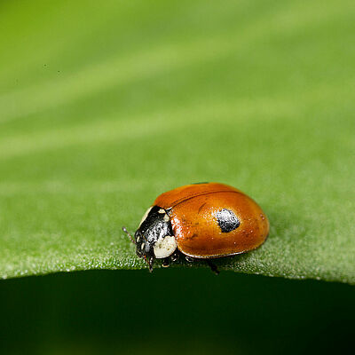 Adalia bipunctata stadio adulto