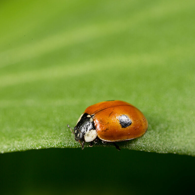 Adalia bipunctata stadio adulto