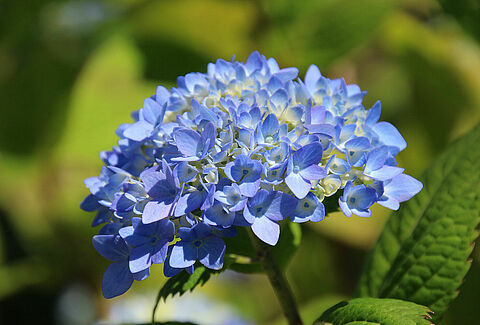 Fiori recisi