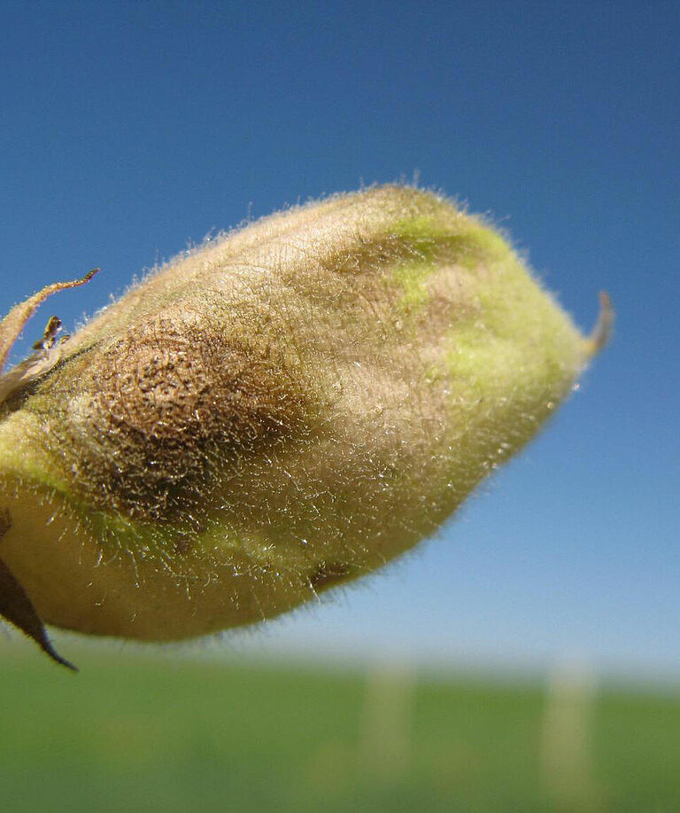 Chickpeas infected by Ascochyta blight