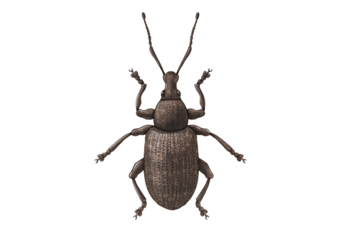 Coleotteri