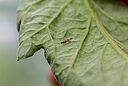 Adult of the Tomato leafminer Tuta absoluta