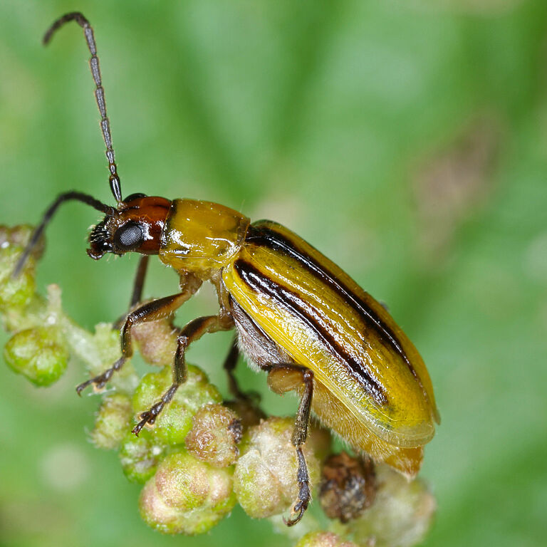 Western corn rootworm Diabrotica virgifera