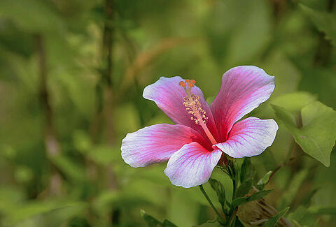 Piante da fiore in vaso