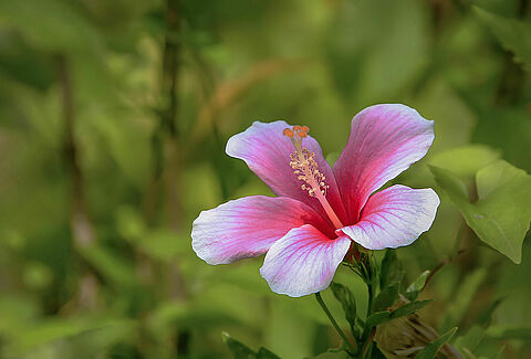 Piante da fiore in vaso