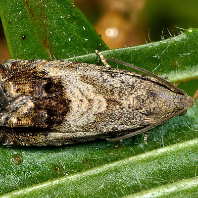 Chestnut tortrix moth Cydia splendana