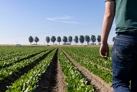 Coltivatore Koen - Abbracciare la protezione biologica delle colture in agricoltura