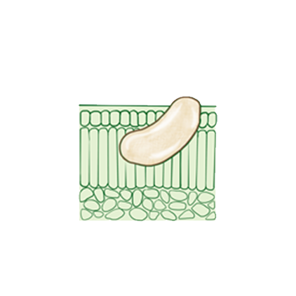 Frankliniella occidentalis egg