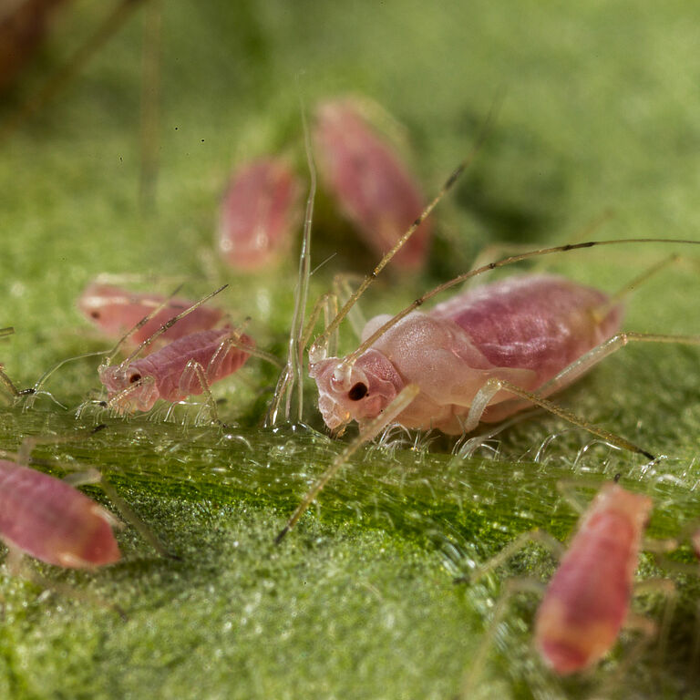 Potato aphid Macrosiphum euphorbiae