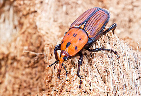 Punteruolo rosso della palma