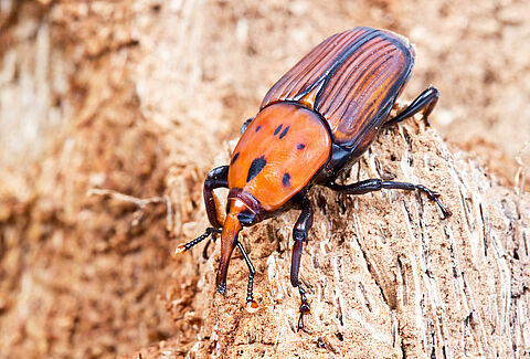 Punteruolo rosso della palma