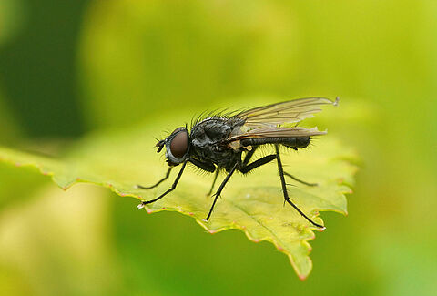 Mosca dei semi di fagiolo