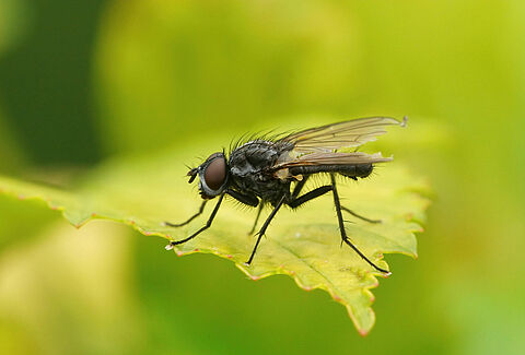 Mosca dei semi di fagiolo