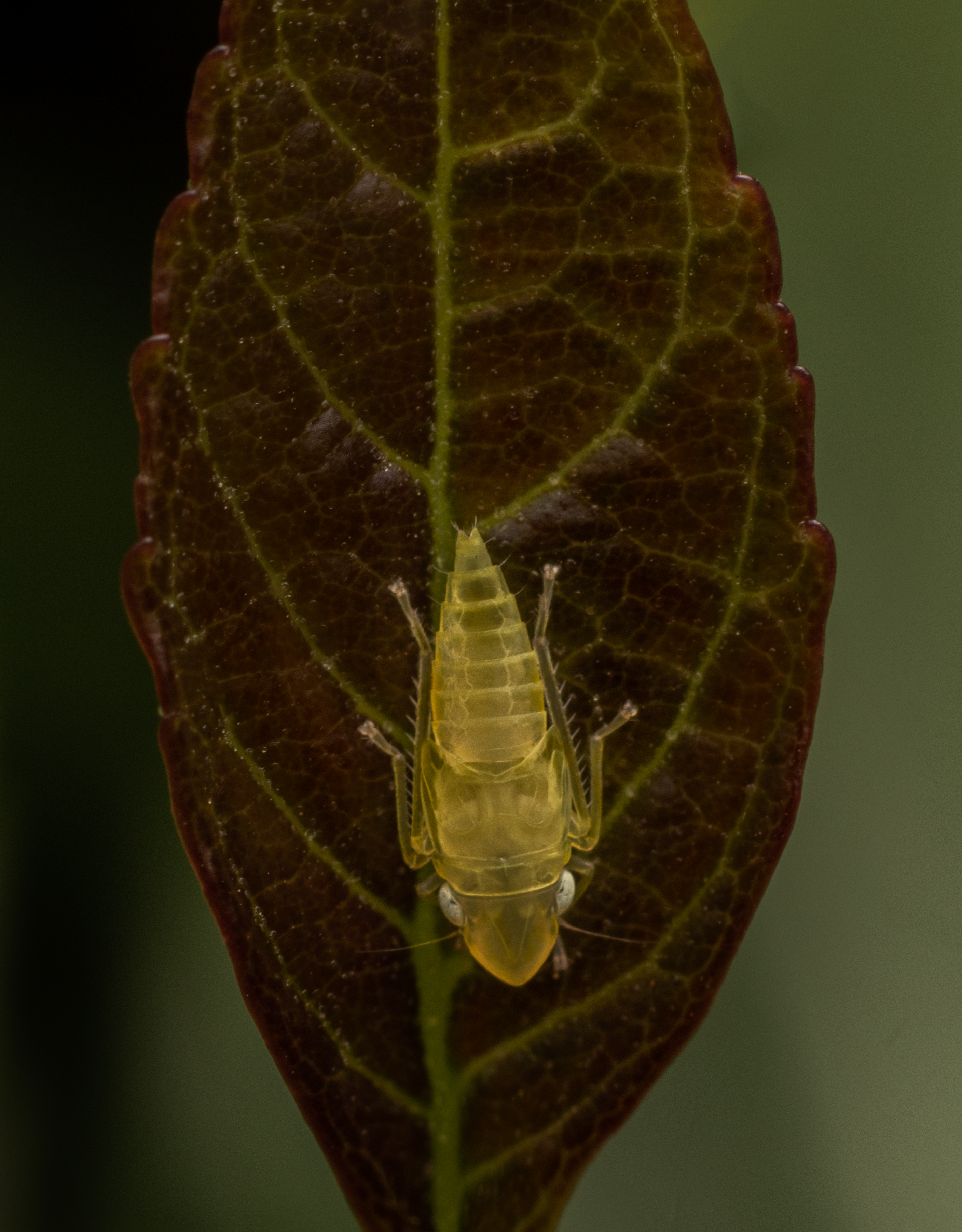 Cicalina americana della vite