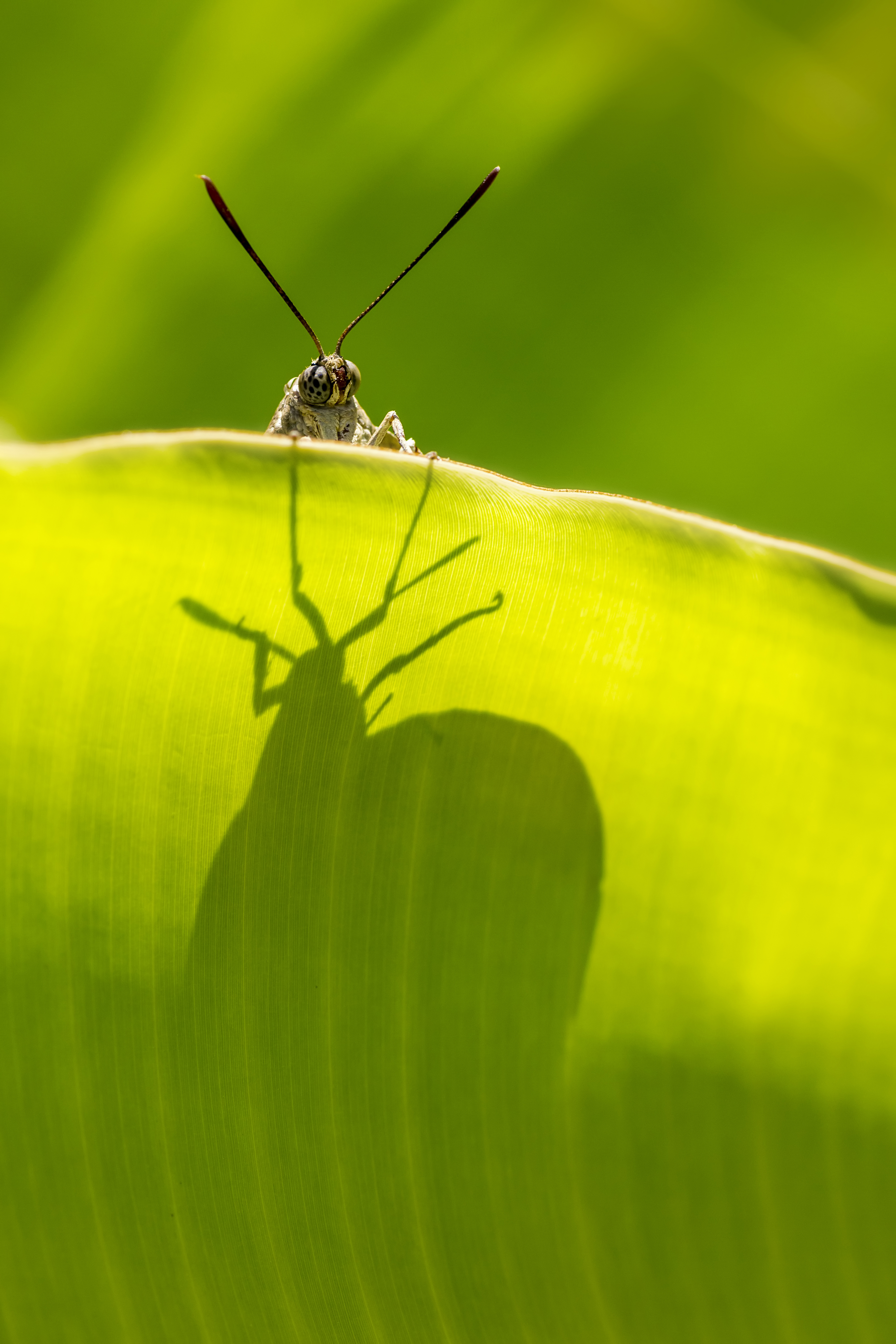 Castnide delle palme