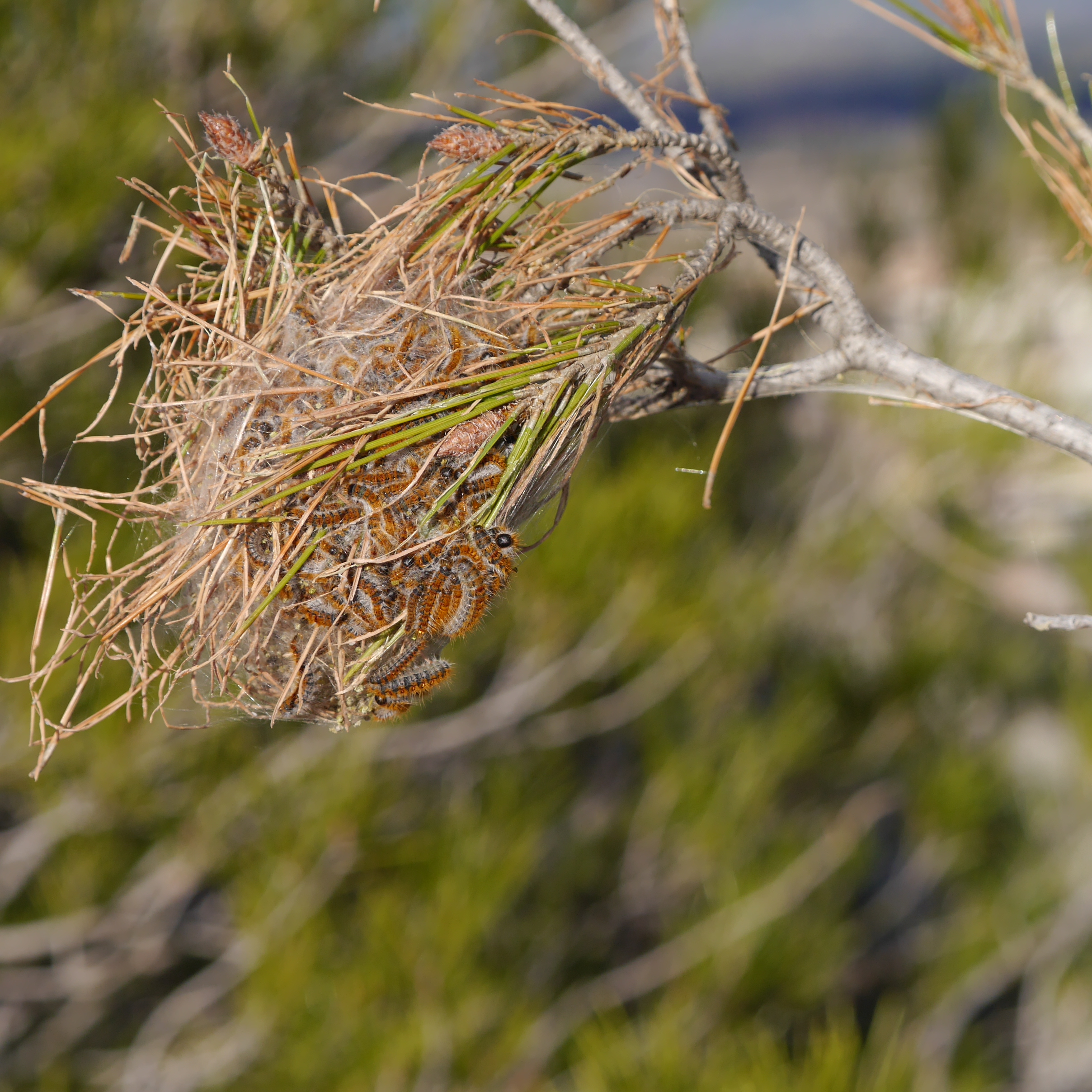 Processionaria del pino