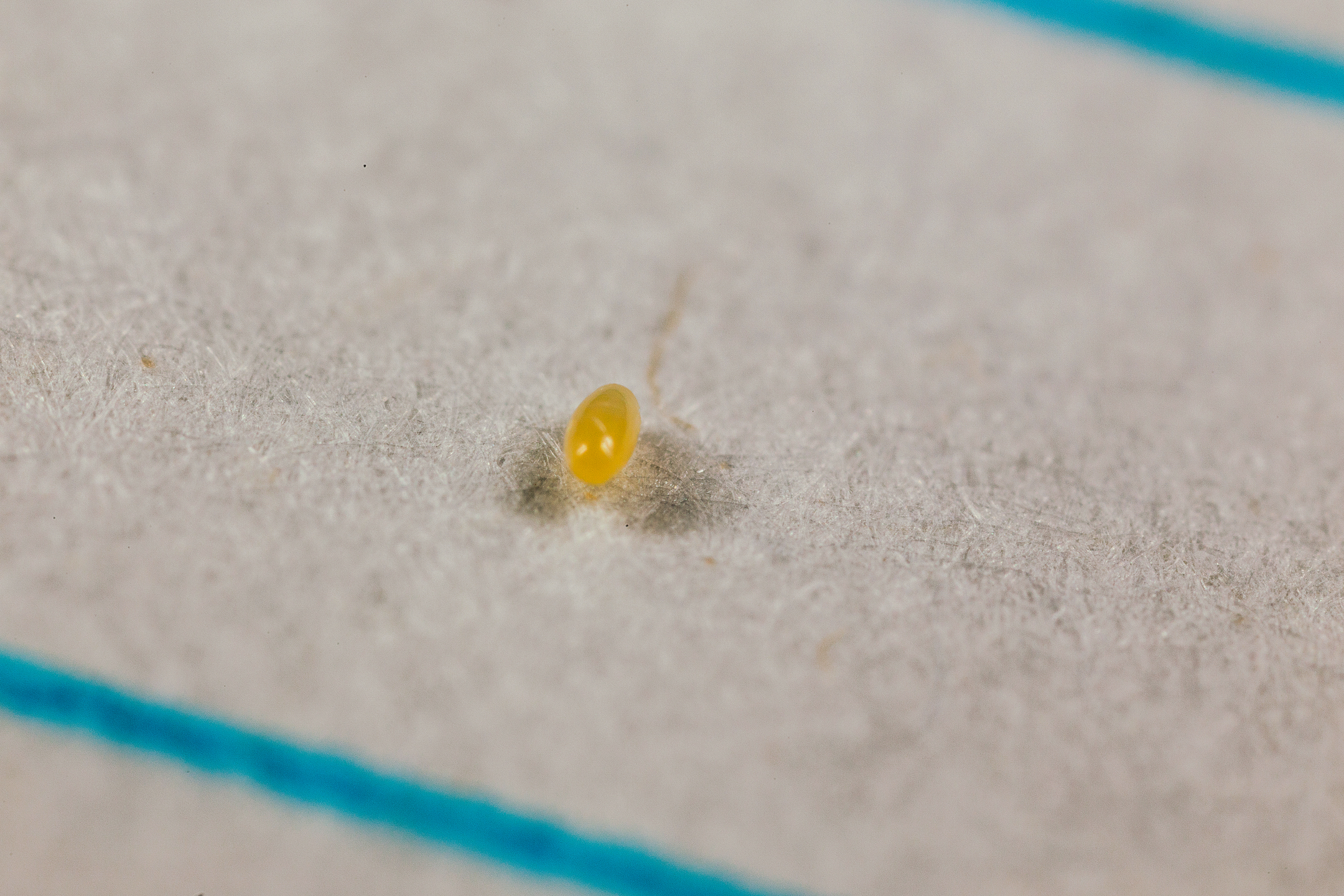 Crypolaemus montrouzeri stadio di uovo