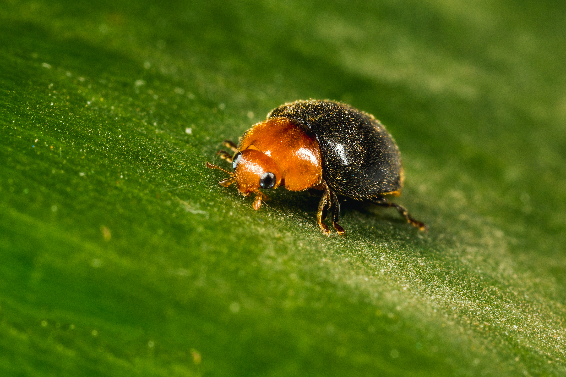 Crypolaemus montrouzeri stadio adulto