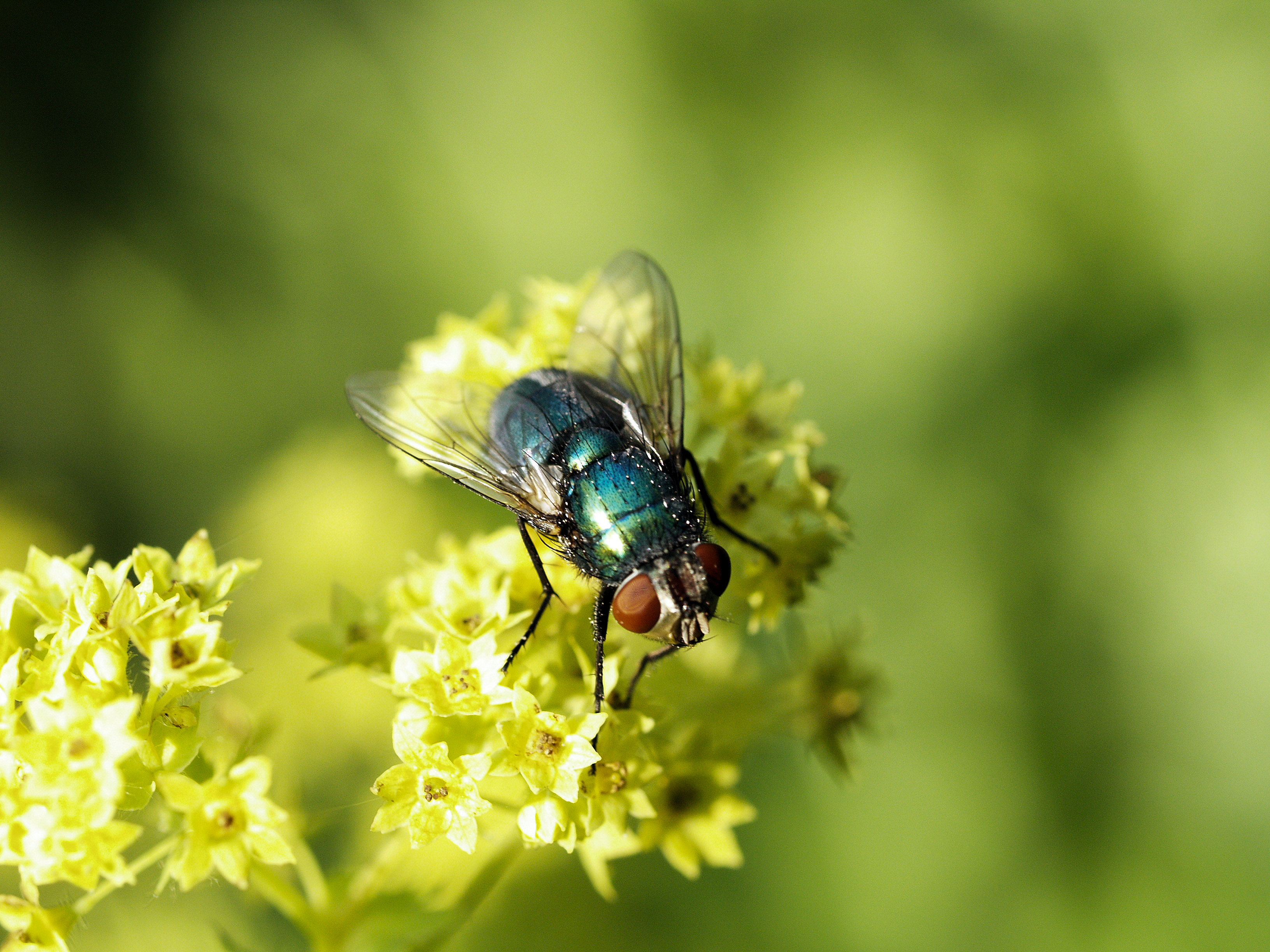 Checklist per l'impollinazione con Natupol Fly
